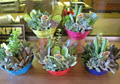 6" Succulent Garden in Colorful Plastic Bowl